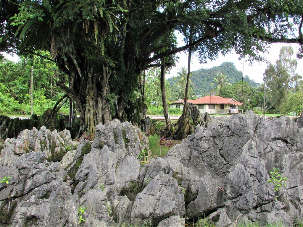 rockgarden