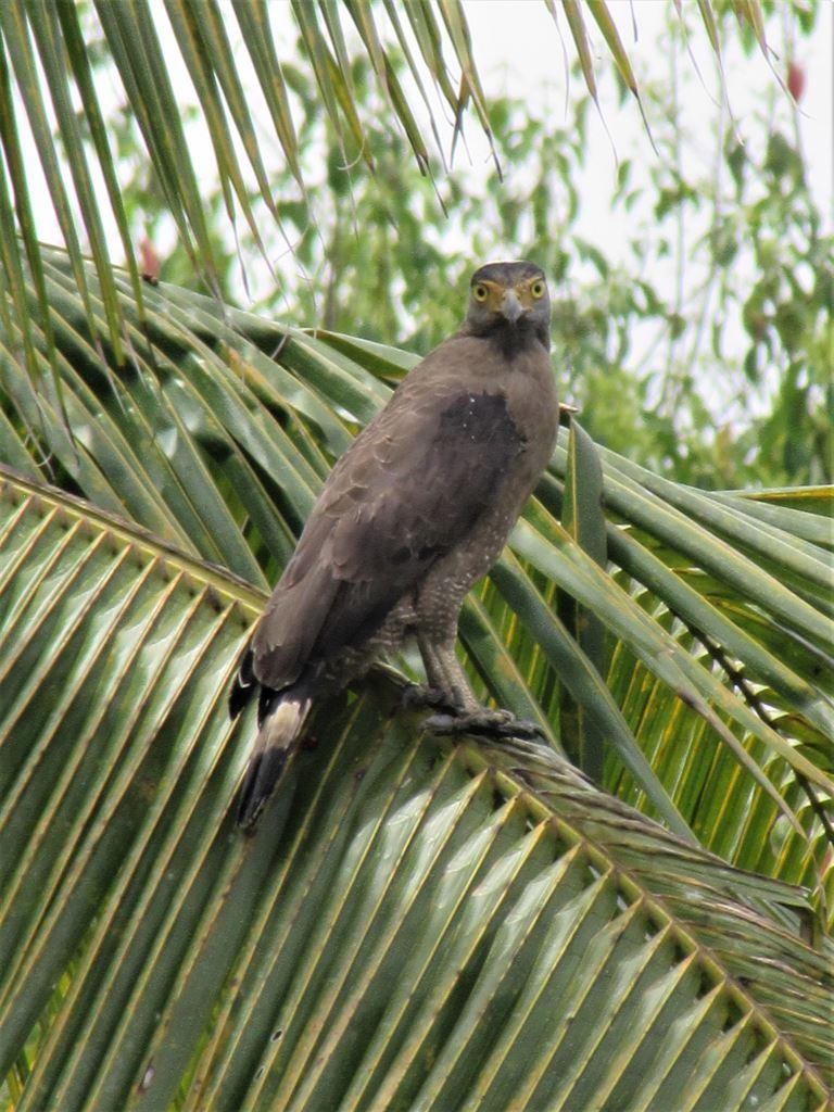 raptor