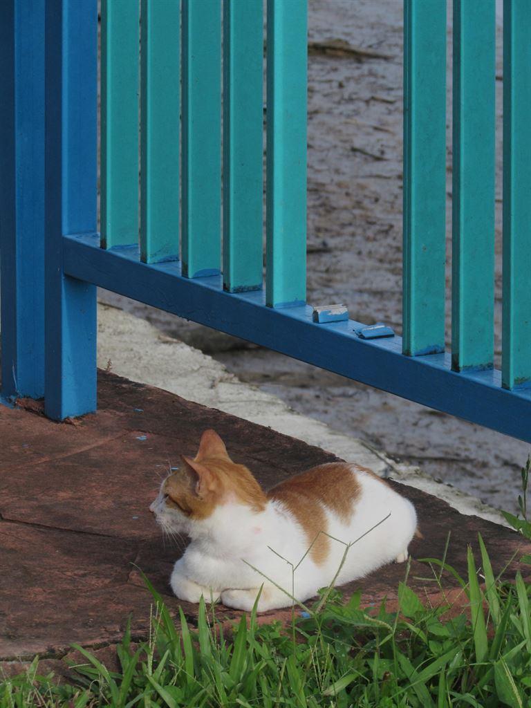 cat1