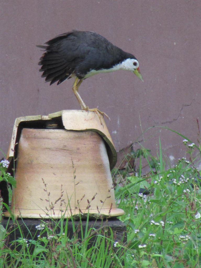 waterhen