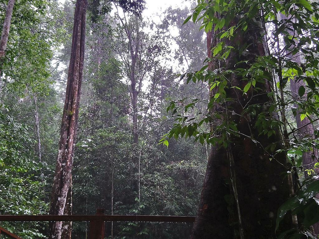 trees