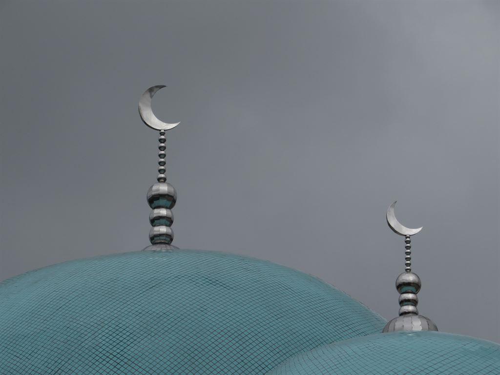 mosquetop