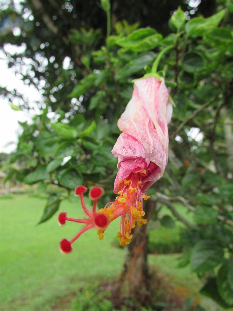 curledhibiscus