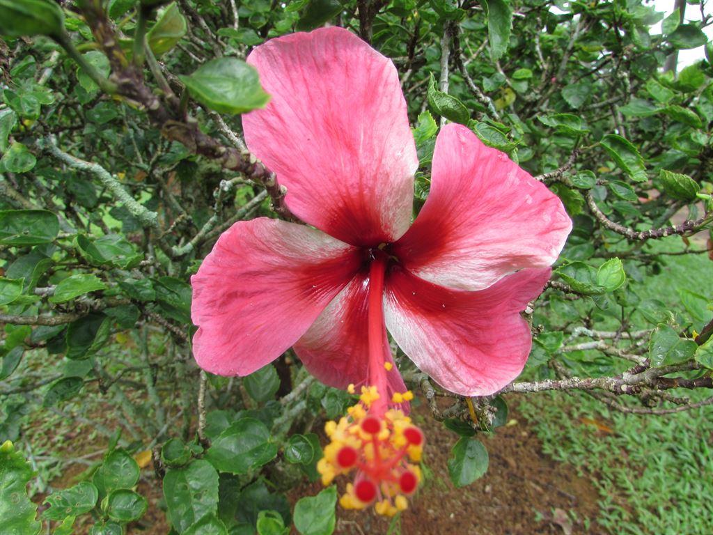 uncurledhibiscus