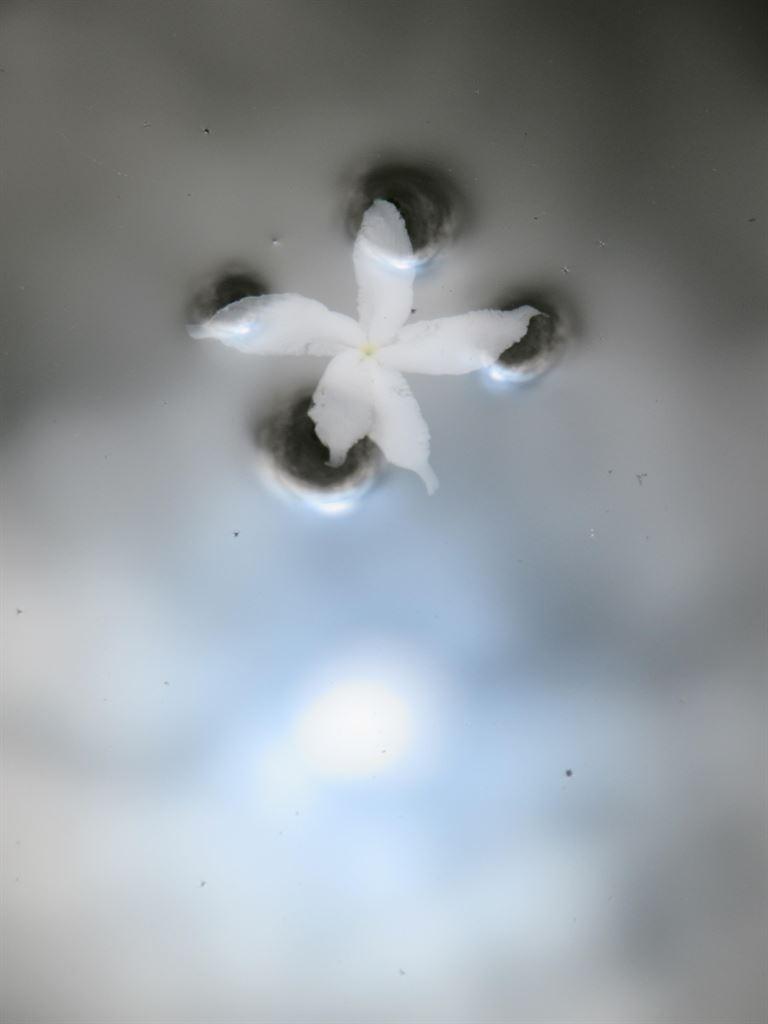 sun&flower