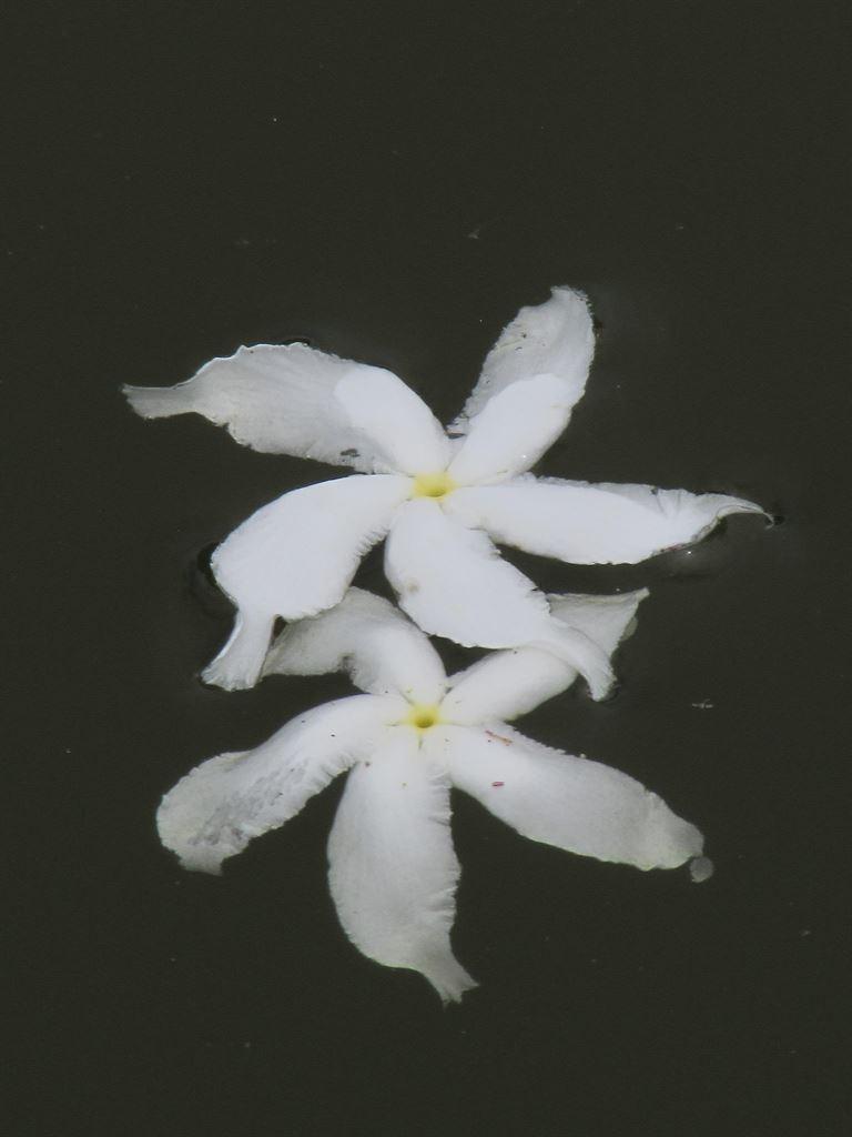 flowerdance