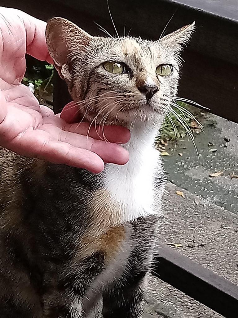 cutecat