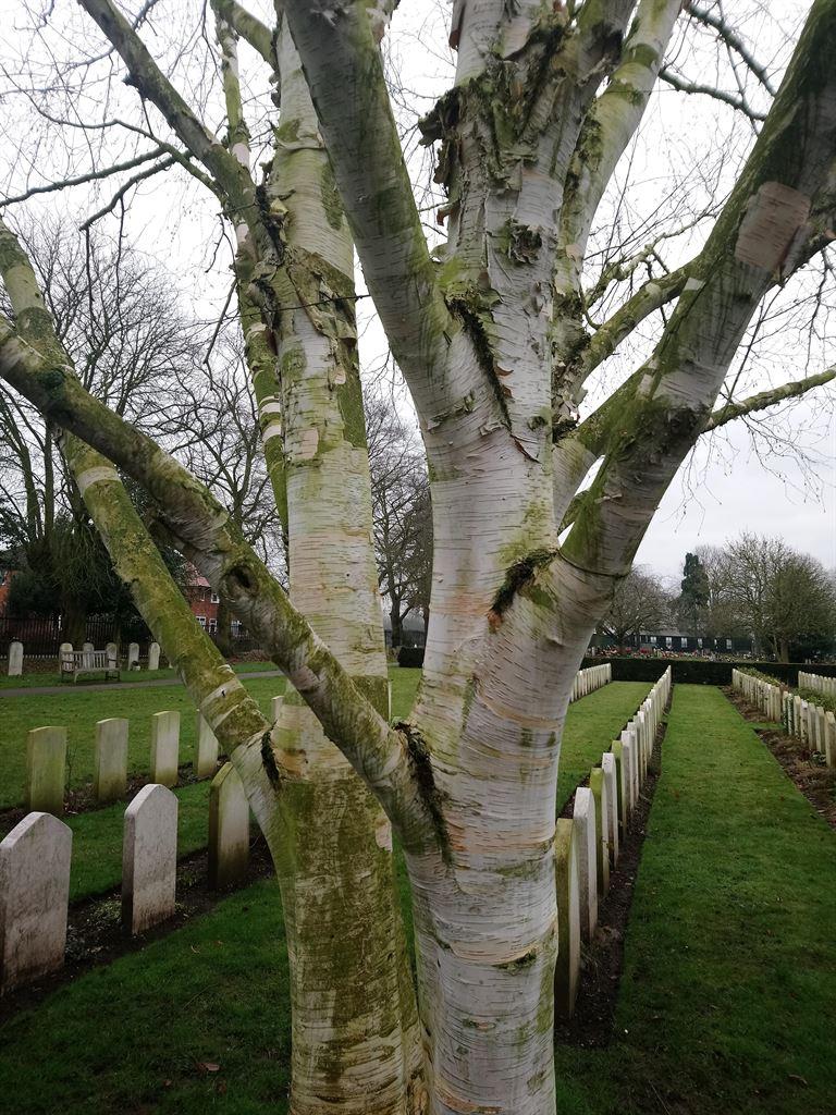 tree