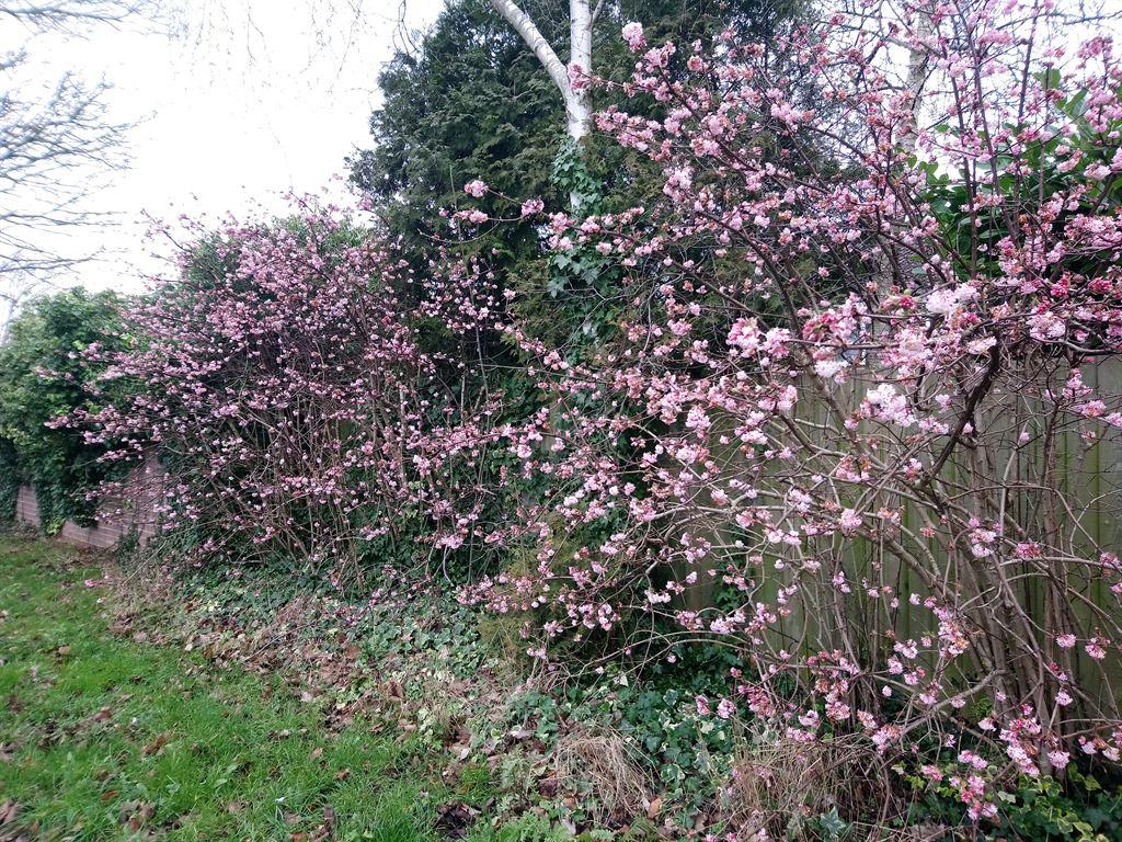 pinkblossom