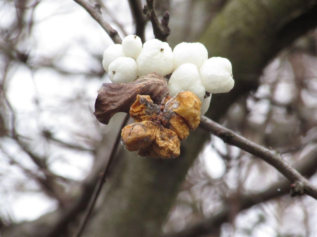 whiteberries