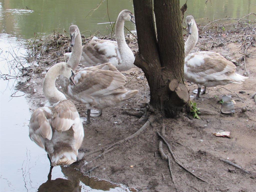 swans
