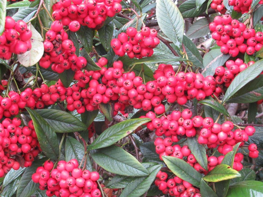 redberries
