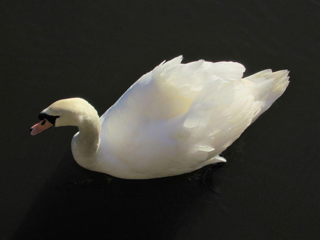 swan