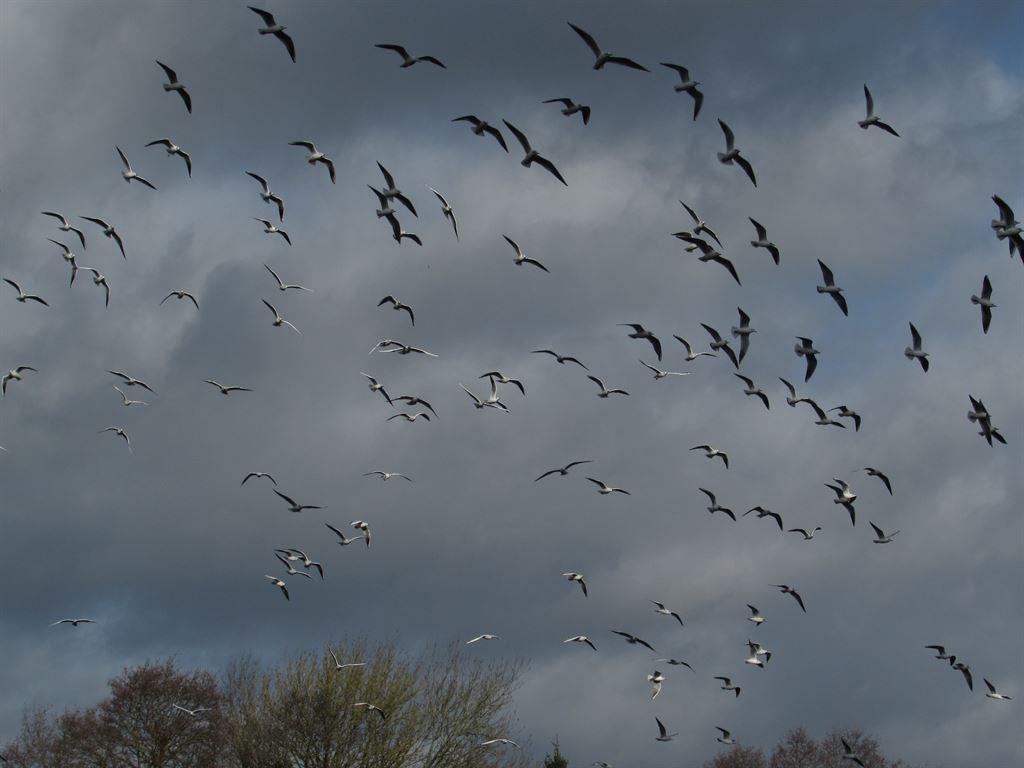 birds