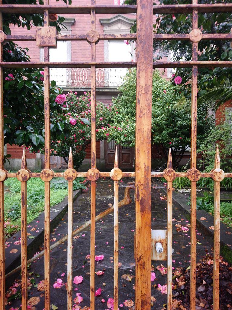 camellias