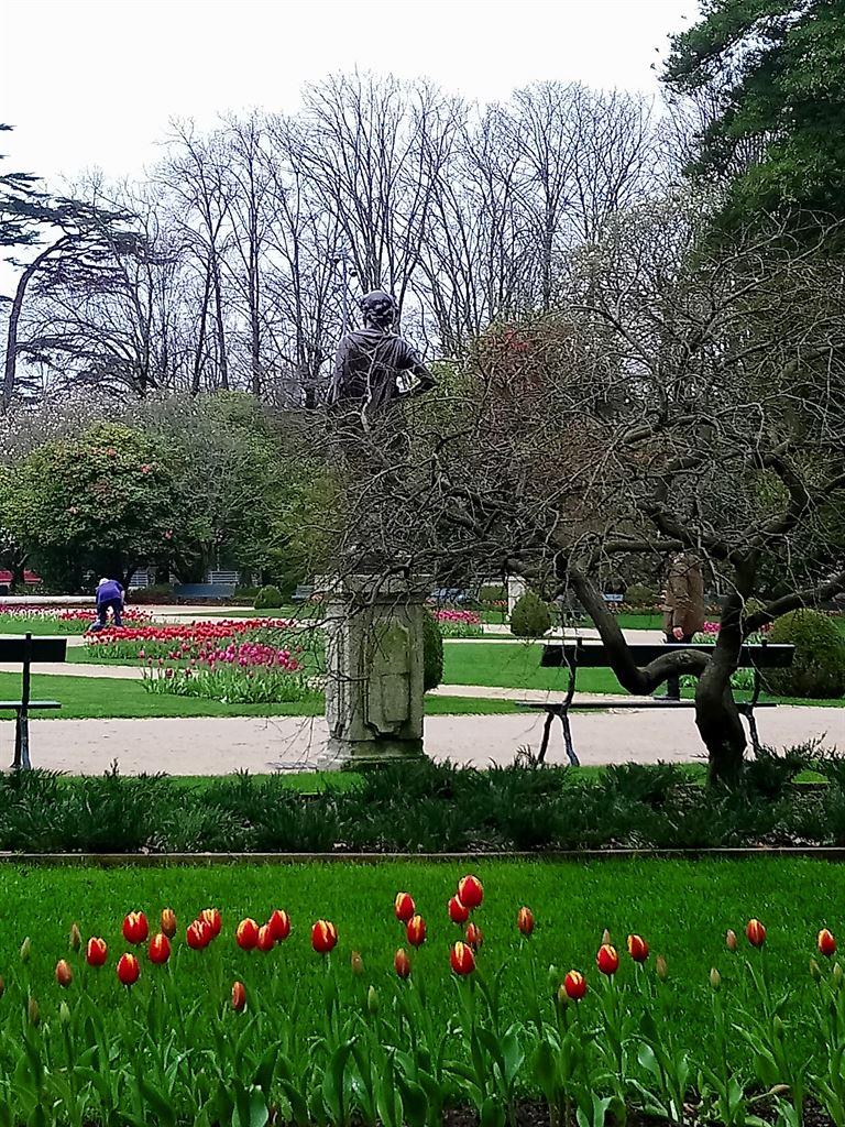 tulips