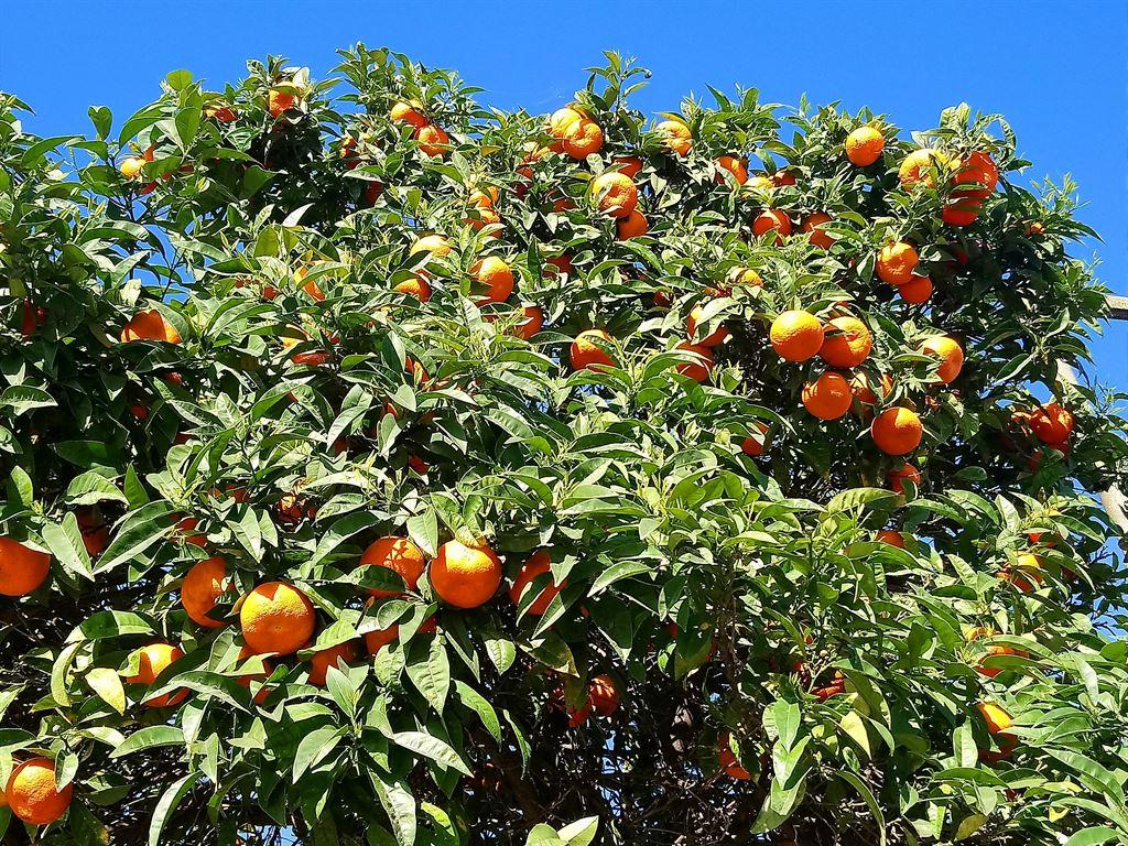 oranges