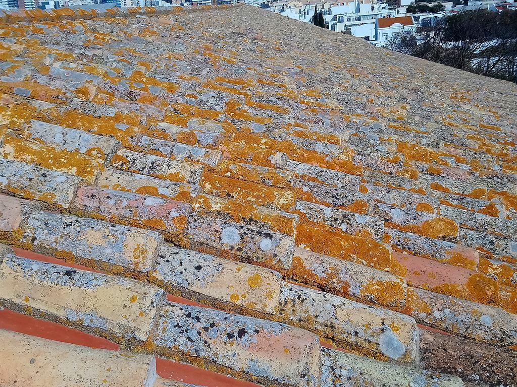 lichen