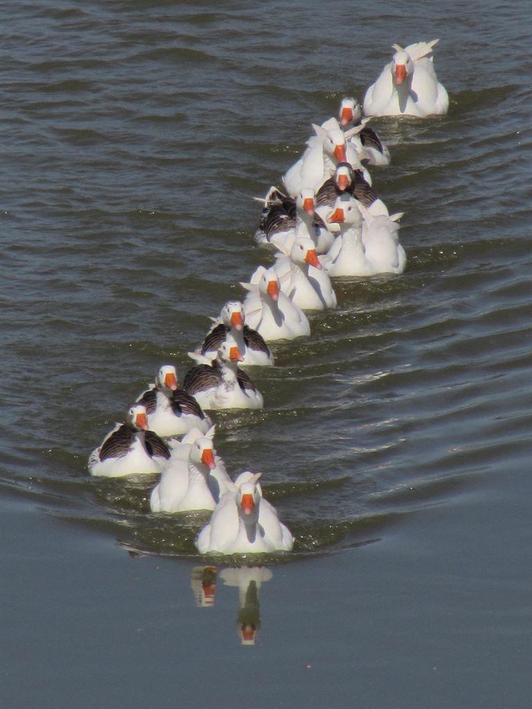 ducks