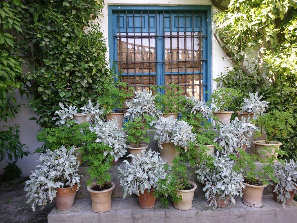 plants