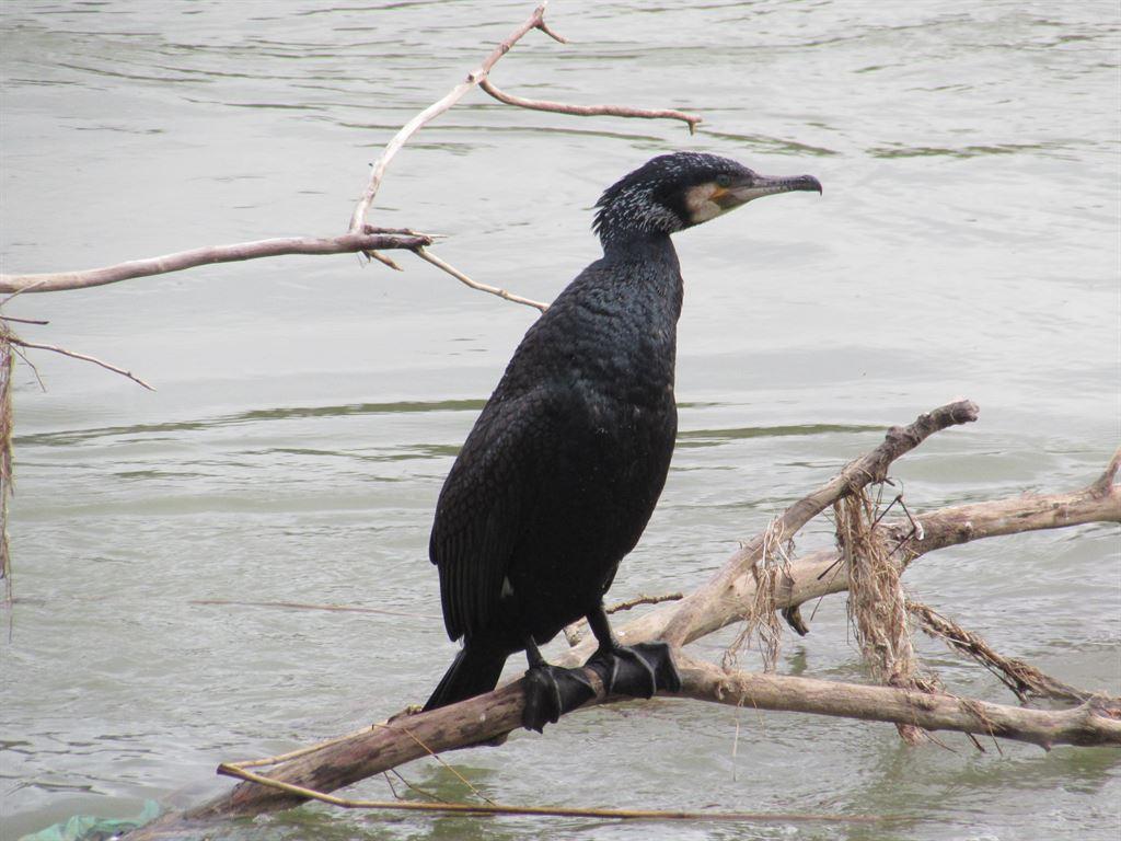 bird