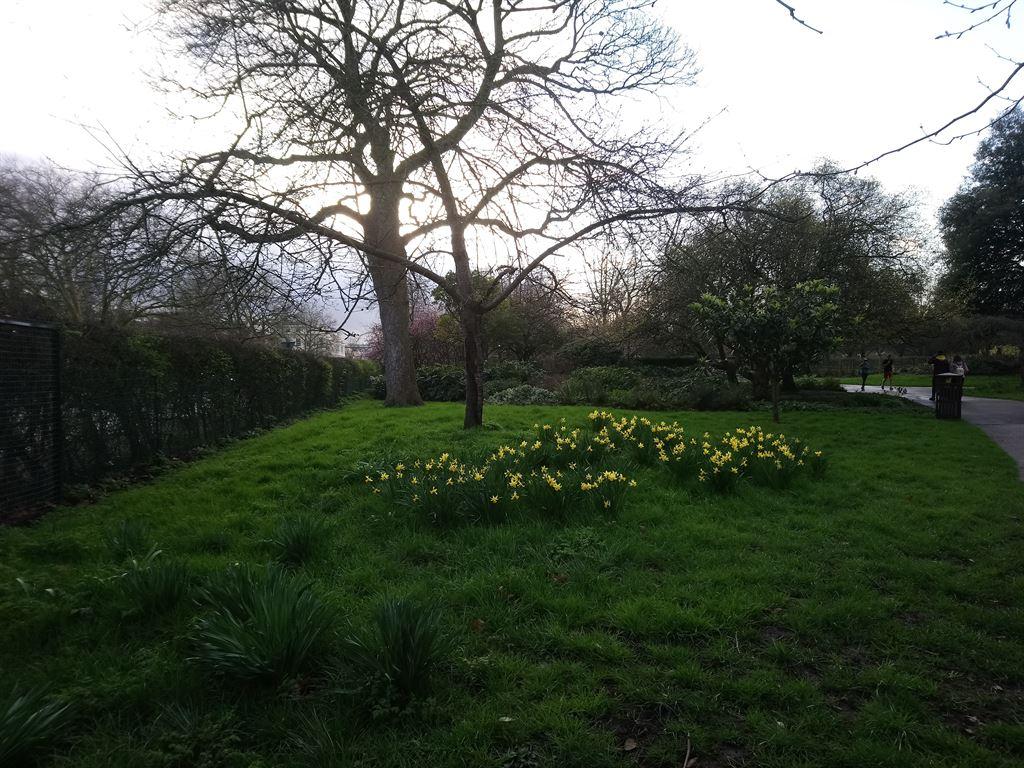daffs