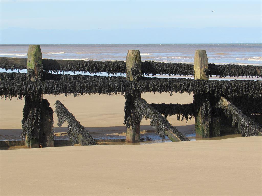 groin&seaweed