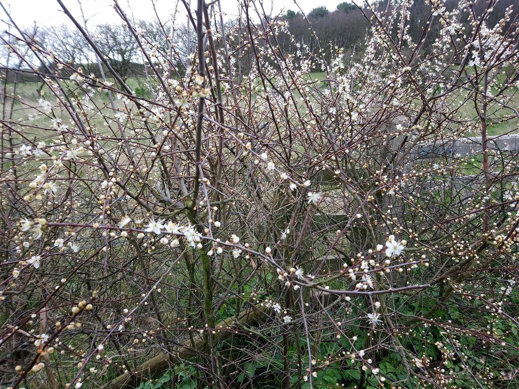 blossom