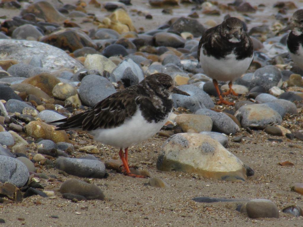 turnstones2
