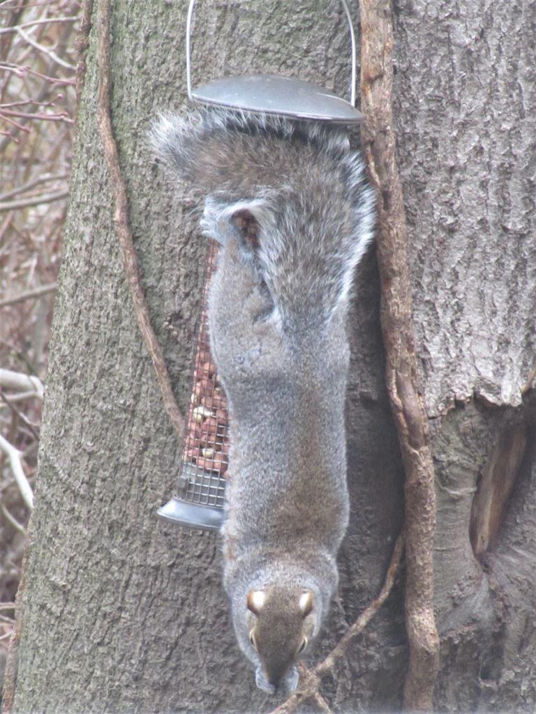 squiggle