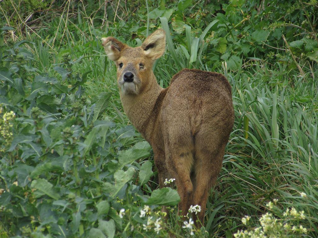 deer