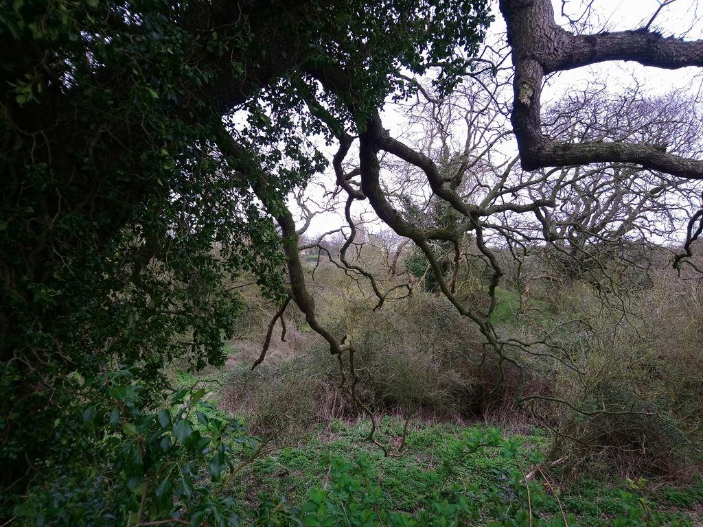 trees2