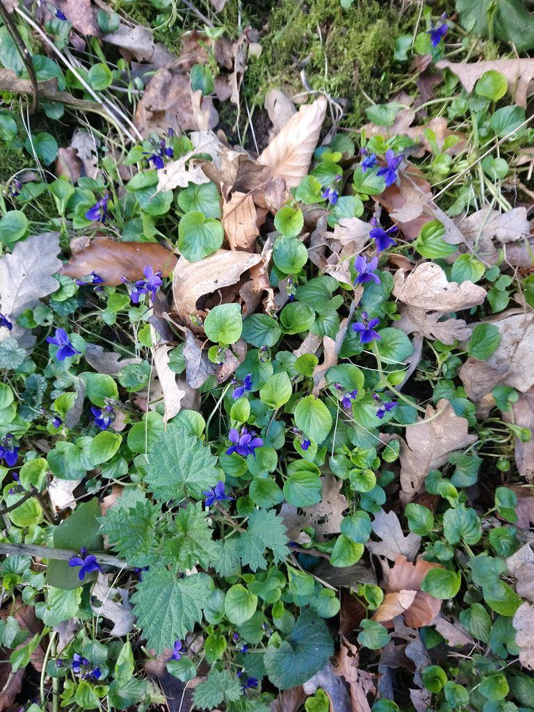violets