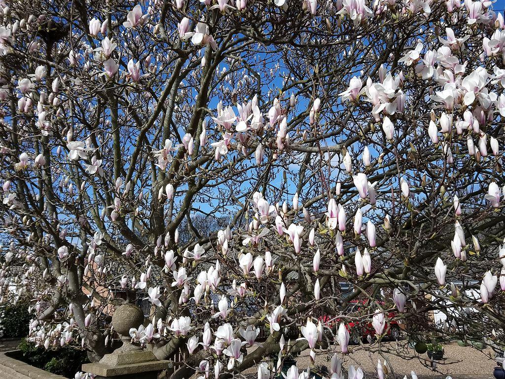 magnolia