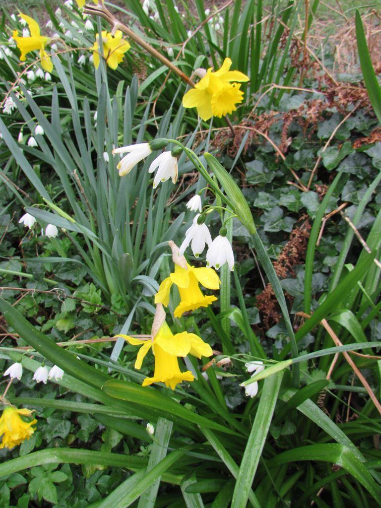 daffs&snowdrops