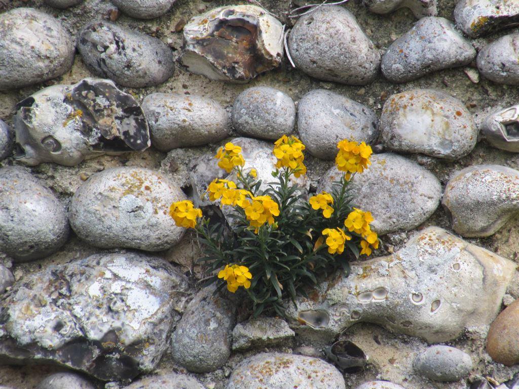 flowers&wall