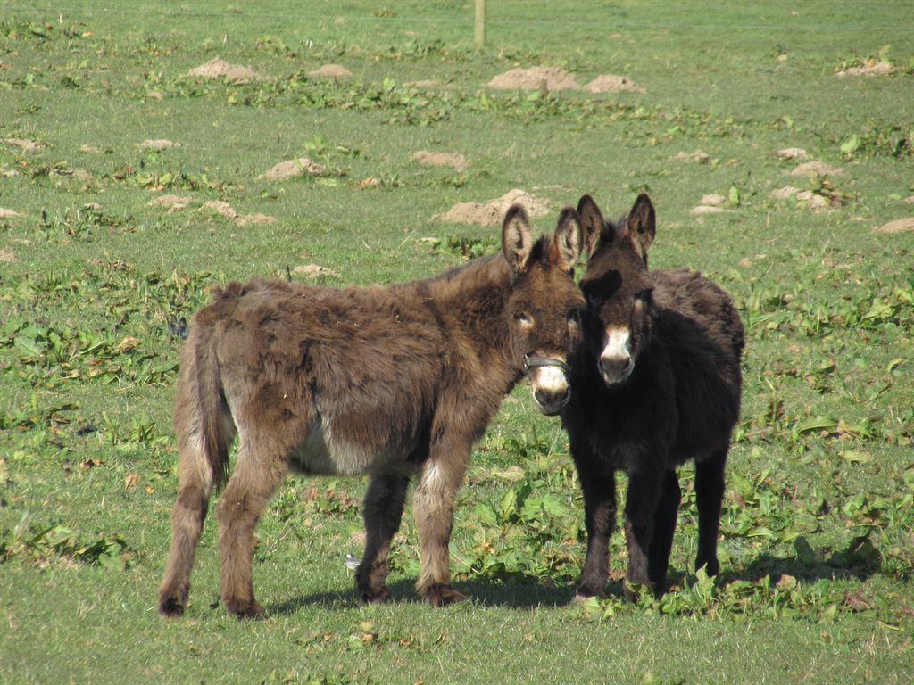 donkeys