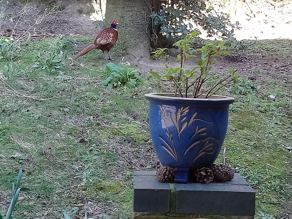 pheasant