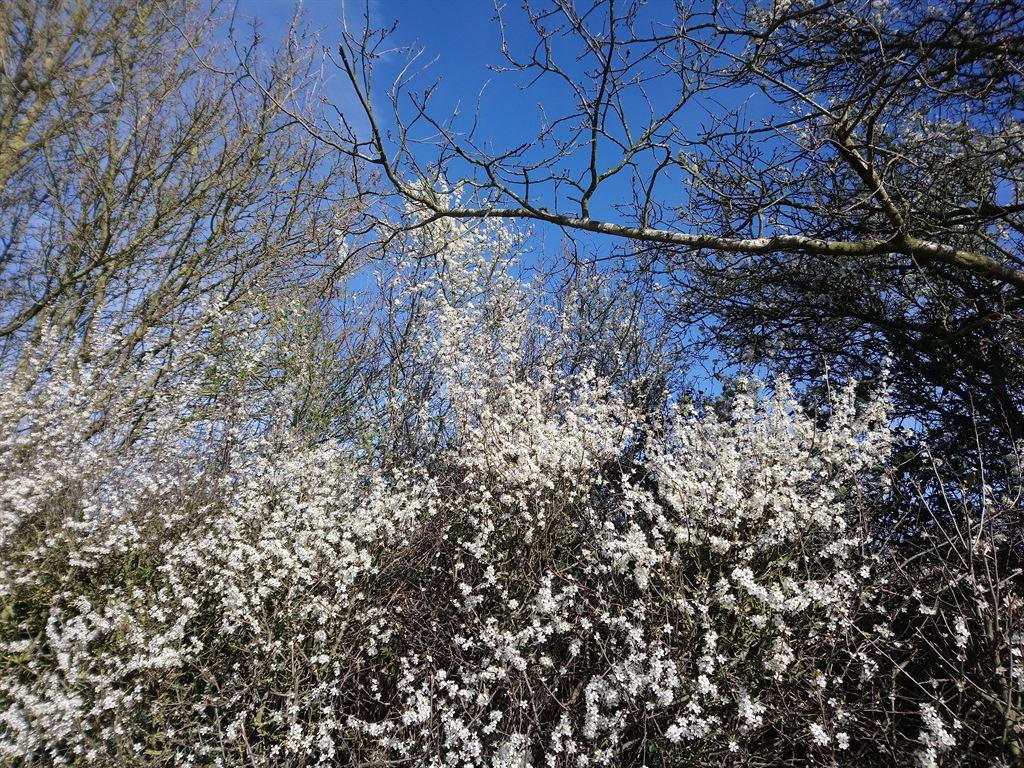 blossom