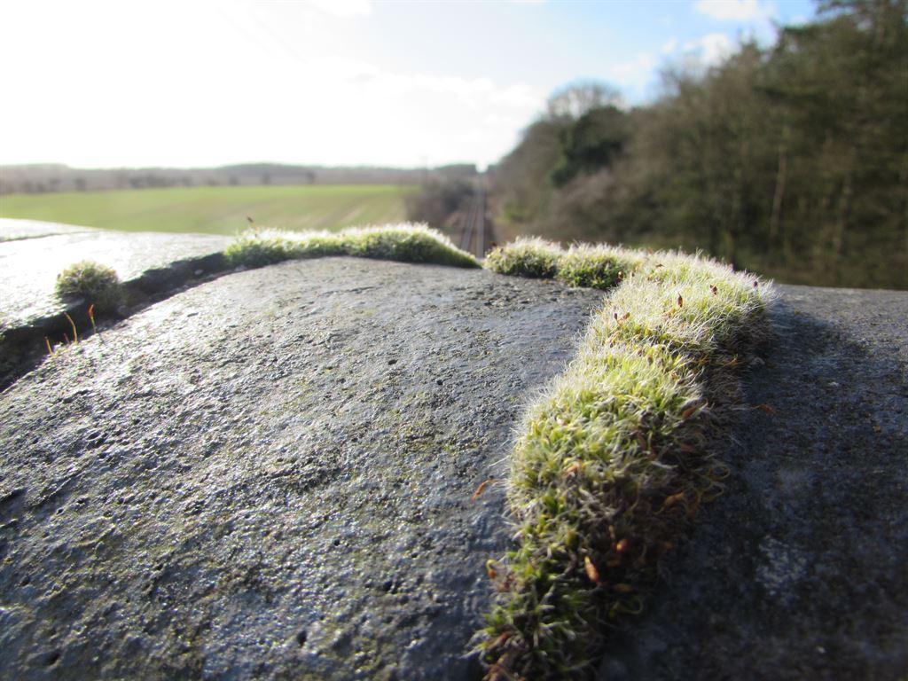 moss