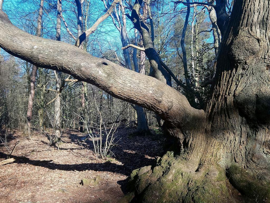 wood