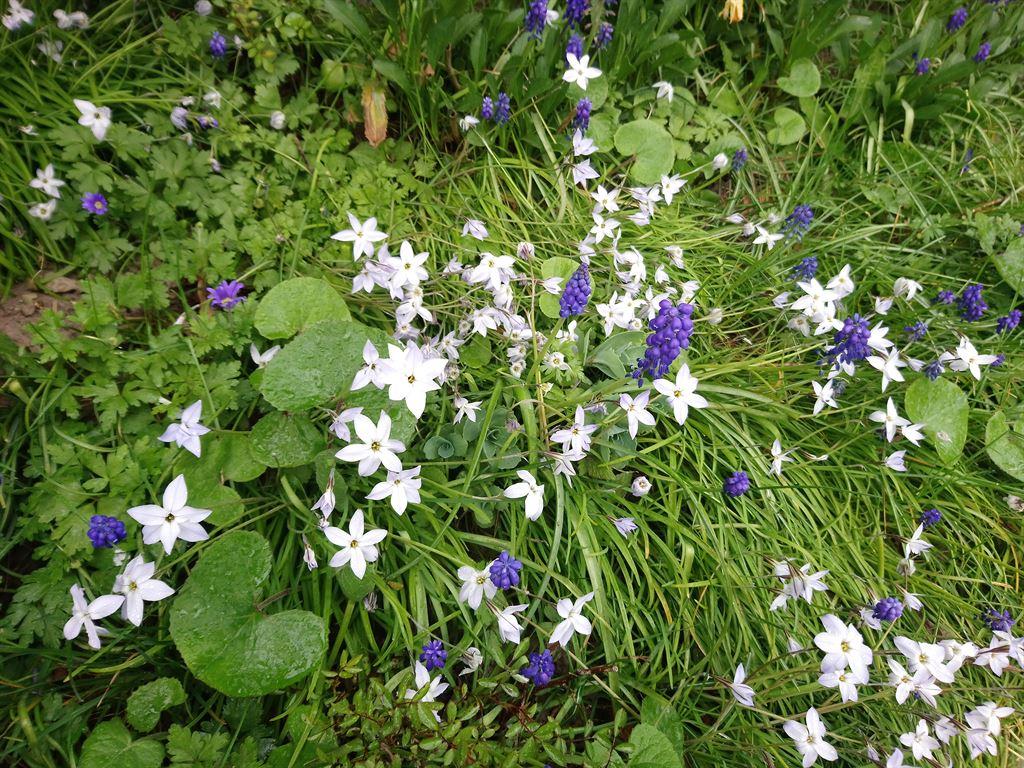 purple&white