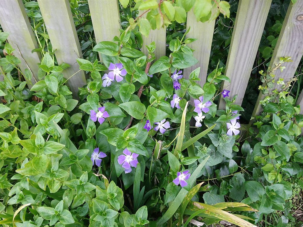 periwinkle