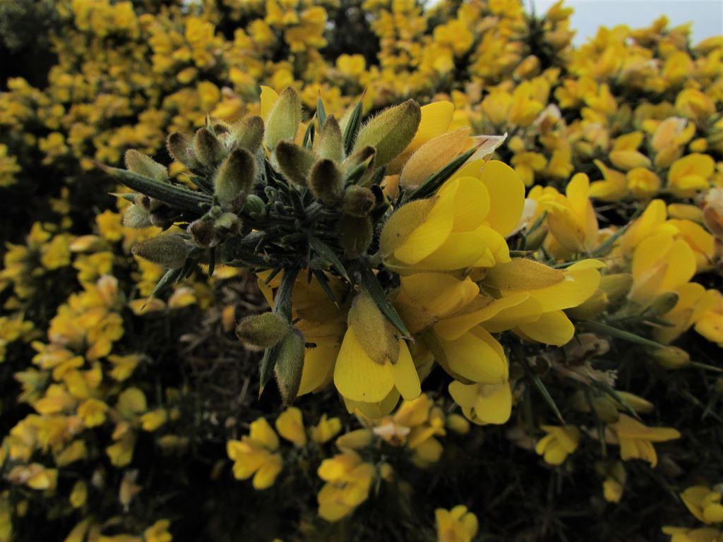 gorse