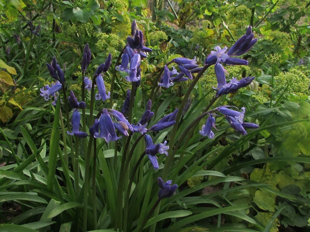 bluebs