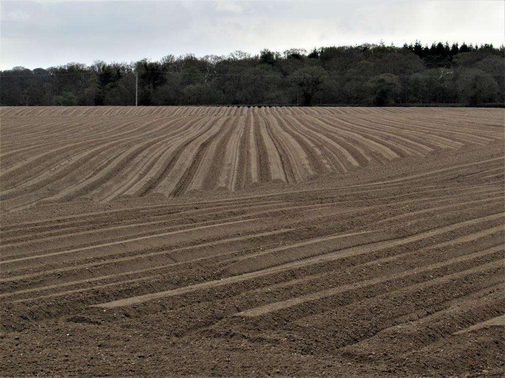 field