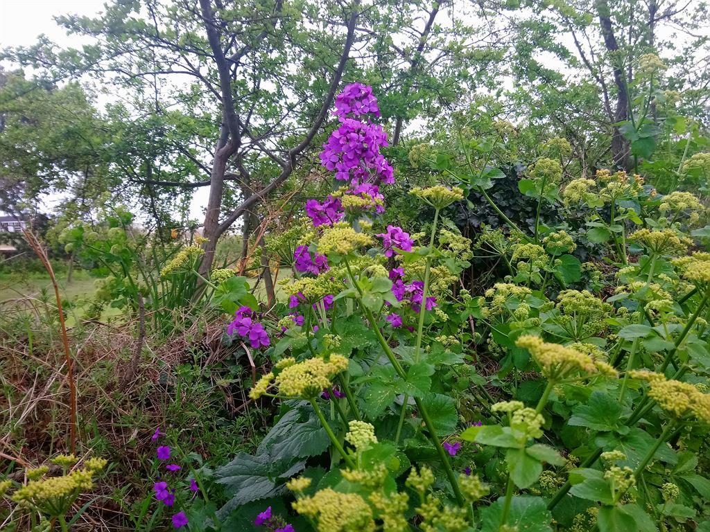 purple&green1
