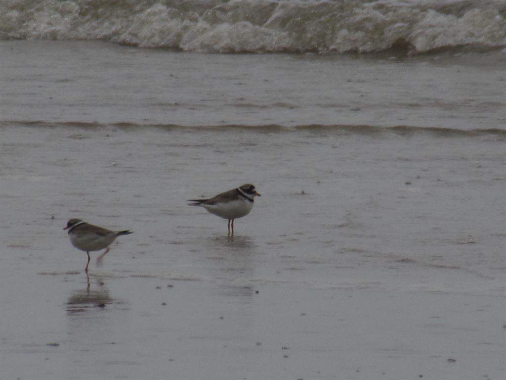 plovers