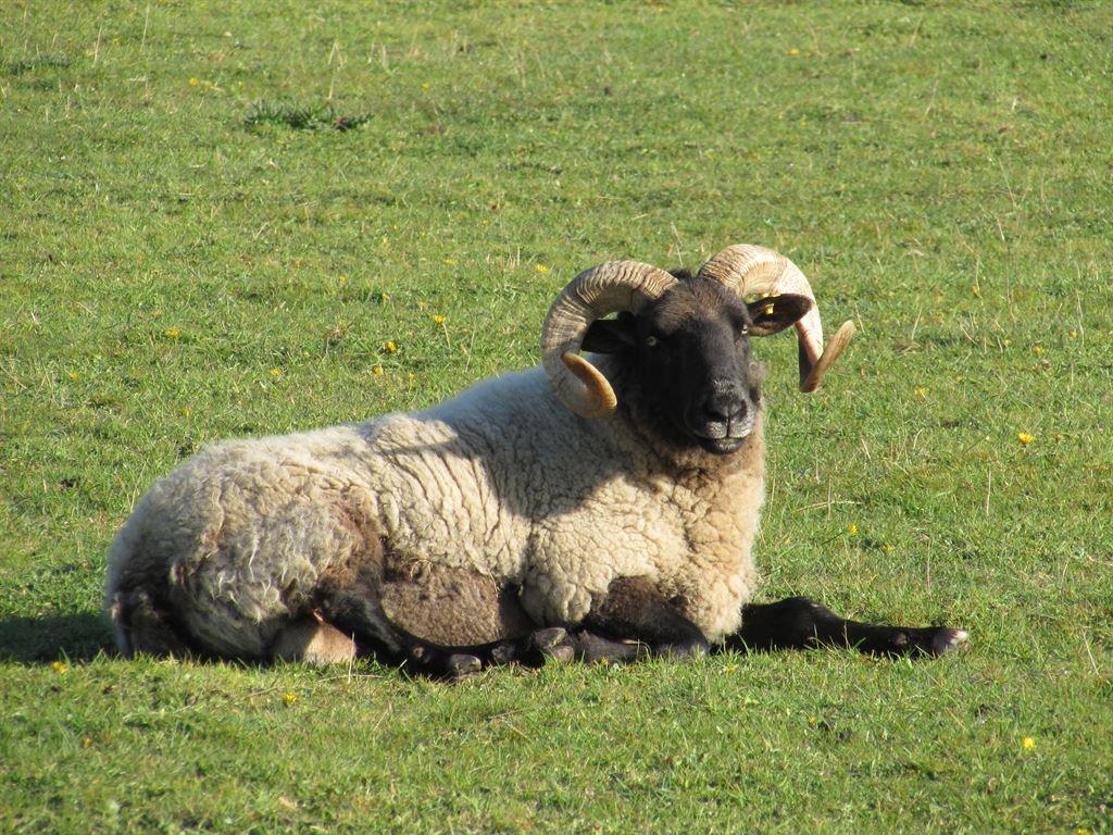 norfolkram