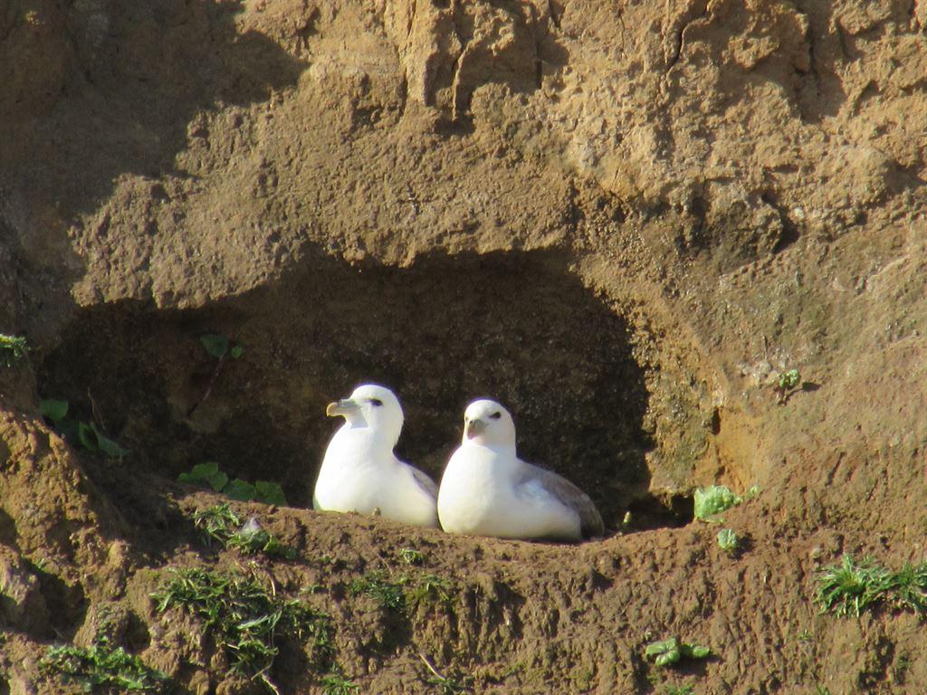 gulls2